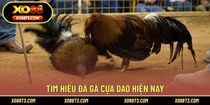Tìm hiểu đá gà cựa dao hiện nay