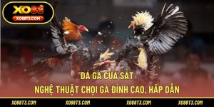 Đá Gà Cựa Sắt