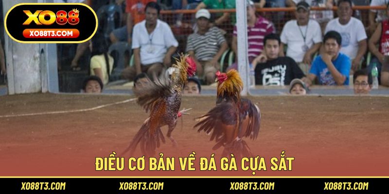 Điều cơ bản về đá gà cựa sắt