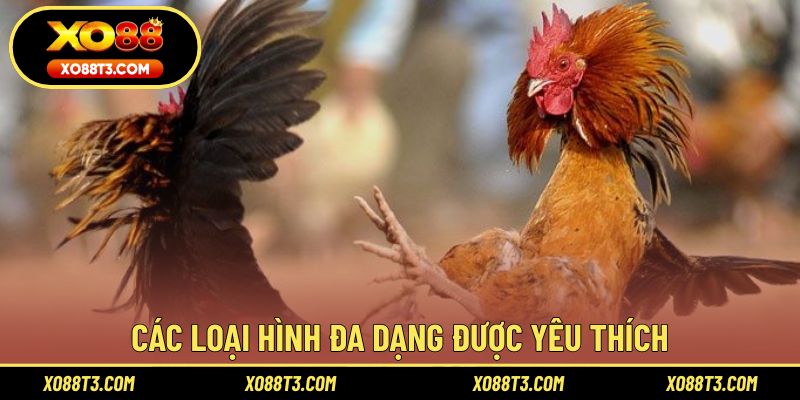 Các loại hình đa dạng được yêu thích