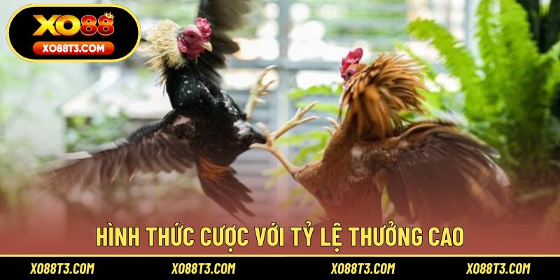Hình thức cược với tỷ lệ thưởng cao