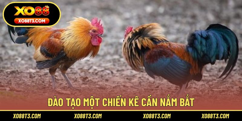 Đào tạo một chiến kê cần nắm bắt