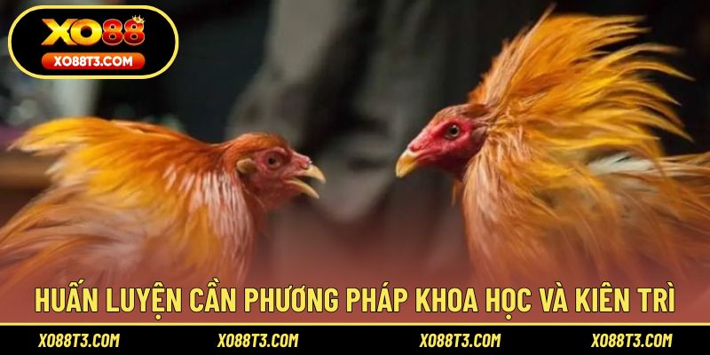 Huấn luyện cần phương pháp khoa học và kiên trì